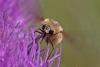Bombylius sp.